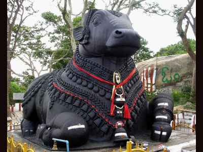 Nandi indiani immancabile compagno di Shiva